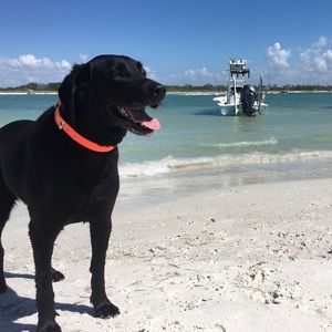 Meet your Posher, Barbie